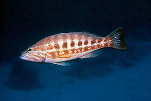 Perchia (Serranus cabrilla)