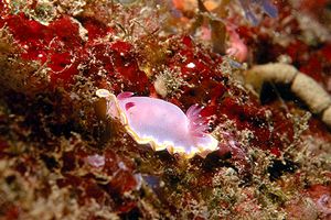 Cromodoride porpora (Chromodoris purpurea)