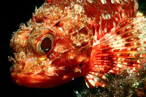 Scorfanotto (Scorpaena notata)