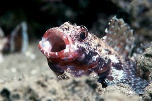 Ghiozzo boccarossa (Gobius cruentatus)