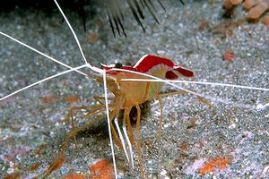 Gambero pulitore (Lysmata grabhami)