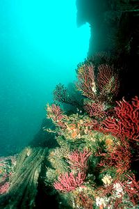 Gorgonia rossa (Paramuricea clavata)