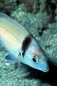 Sarago fasciato (Diplodus vulgaris)