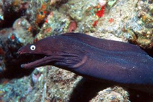 Murena (Muraena helena)