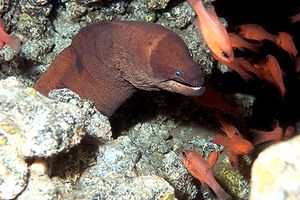 Murena nera (Gymnothorax unicolor)