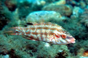 Tordo verde (Symphodus roissali)