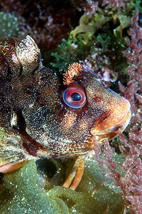 Bavosa ruggine (Parablennius gattorugine)