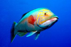 Pesce porco (Bodianus scrofa)