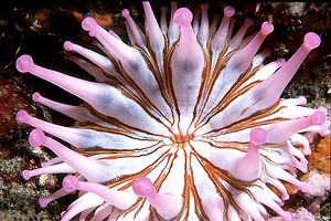Anemone (Telmatactis cricoides)