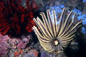 Crinoidi (n.d. n.d.)