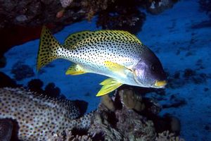 Gaterino tropicale (Plectorhinchus gaterinus)