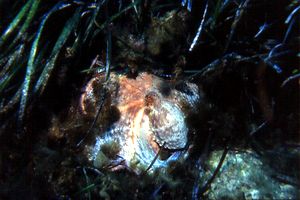 Polpo comune (Octopus vulgaris)