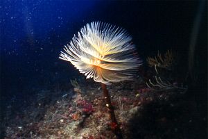 Spirografo (Sabella spallanzanii)