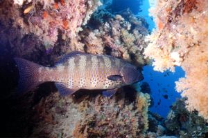 Cernia dei coralli del Mar rosso (Plectropomus pessuliferus marisrubri)
