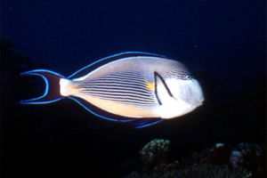 Pesce chirurgo (Acanthurus sohal)