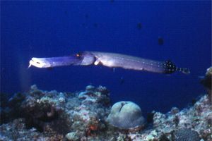 Pesce trombetta (Aulostomus chinensis)