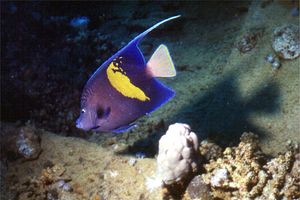 Pesce angelo maculato (Pomacanthus maculosus)