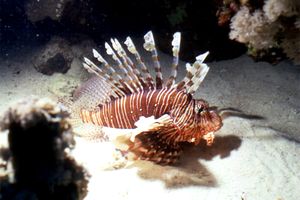 Pesce cobra (Pterois miles)