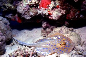 Razza a macchie blu (Taeniura lymma)