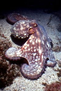 Polpo comune (Octopus vulgaris)