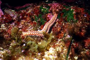 Vermocane (Hermodice carunculata)