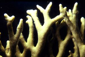 Idrozoo (Millepora dichotoma)