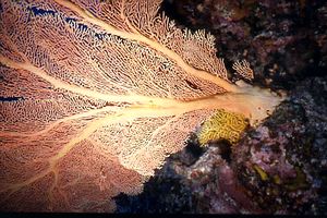 Gorgonie (Anella mollis)