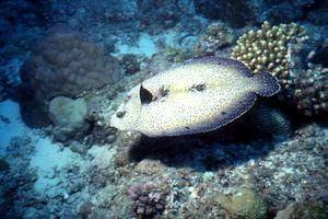 Rombo (Bothus mancus)