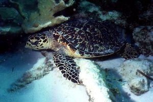 Tartaruga (Eretmochelys imbricata)