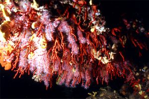 Corallo rosso (Corallium rubrum)