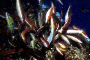 Donzella (Coris julis)