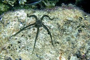Stella serpentina liscia (Ophioderma longicaudum)