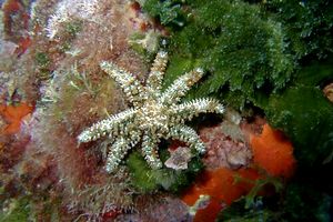 Stella marina spinosa minore (Coscinasterias tenuispina)