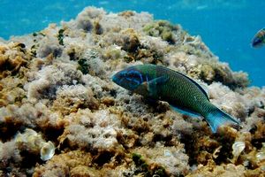 Donzella pavonina (Thalassoma pavo)