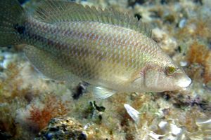 Tordo pavone (Symphodus tinca)