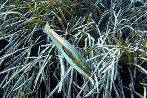 Donzella (Coris julis)