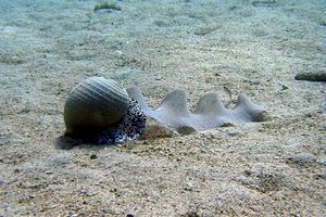 Mollusco gasteropode (Tonna galea)