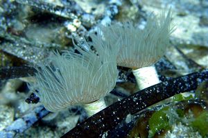 Verme dal ciuffo bianco (Protula tubularia)