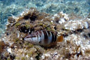 Sciarrano (Serranus scriba)