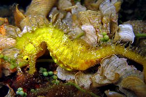 Cavalluccio marino (Hippocampus guttulatus)