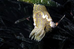 Doride dipinto (Hypselodoris picta)