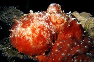 Polpessa (Octopus macropus)