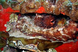 Polpo comune (Octopus vulgaris)