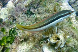 Donzella (Coris julis)