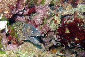 Murena (Muraena helena)