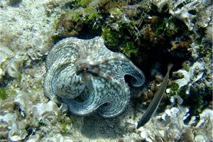 Polpo comune (Octopus vulgaris)