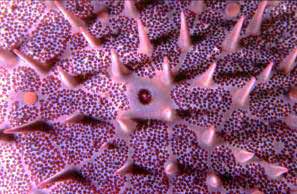 Stella corona di spine (Acanthaster planci)