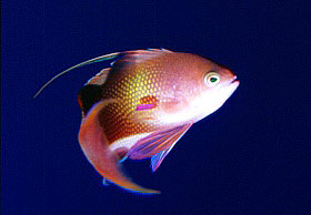Castagnola  tropicale (Pseudanthias squamipinnis)