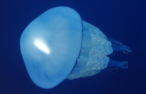 Polmone di mare (Rhizostoma pulmo)