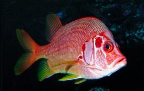 Pesce scoiattolo spinoso (Sargocentron spiniferum)